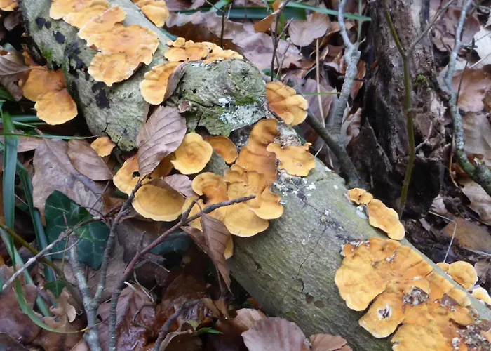 Clair Prázdninový dům *